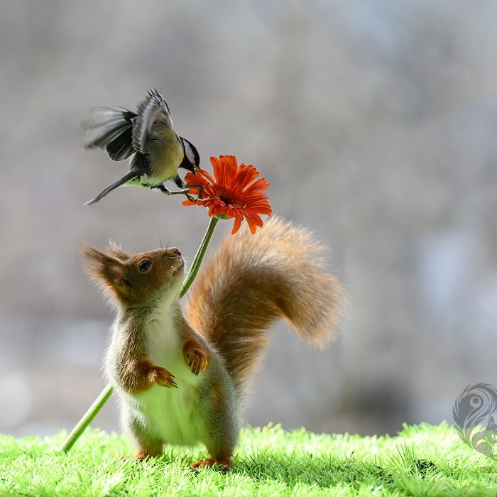 Squirrel interacting with a flower prop and a bird perched on it in a natural outdoor setting.