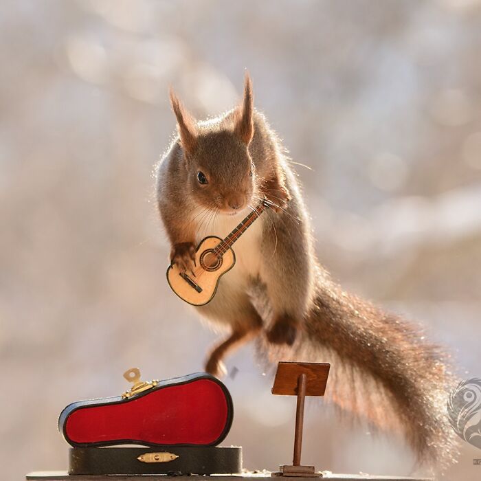 Squirrel interacting with props, holding a tiny guitar next to a miniature guitar case and stand outdoors.