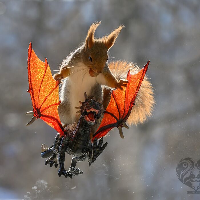 Squirrel interacting with a dragon prop wings, part of artist’s daily squirrel visitors' creative props collection.