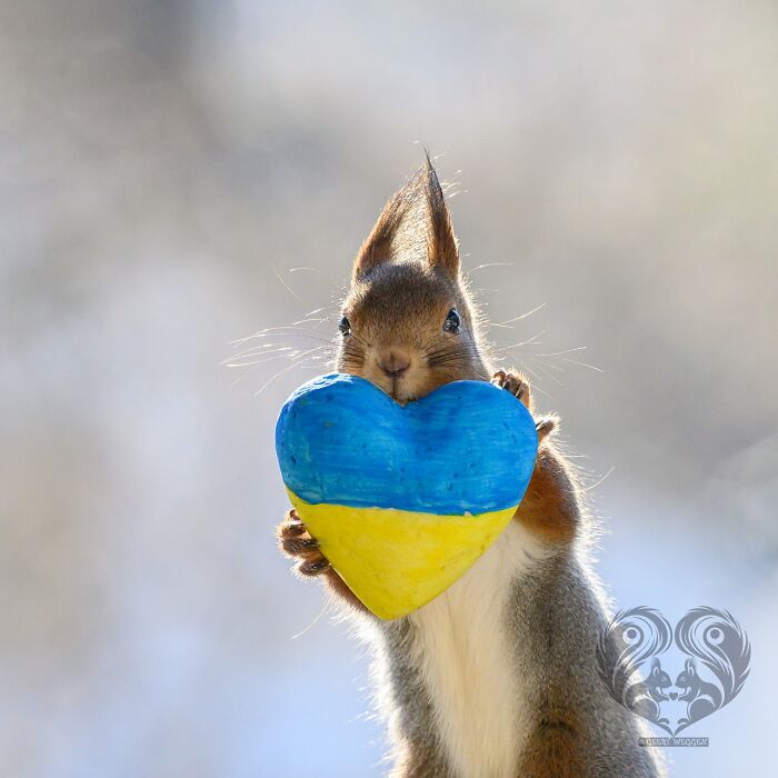 Squirrel holding a blue and yellow heart-shaped prop created by artist for daily squirrel visitors interaction.