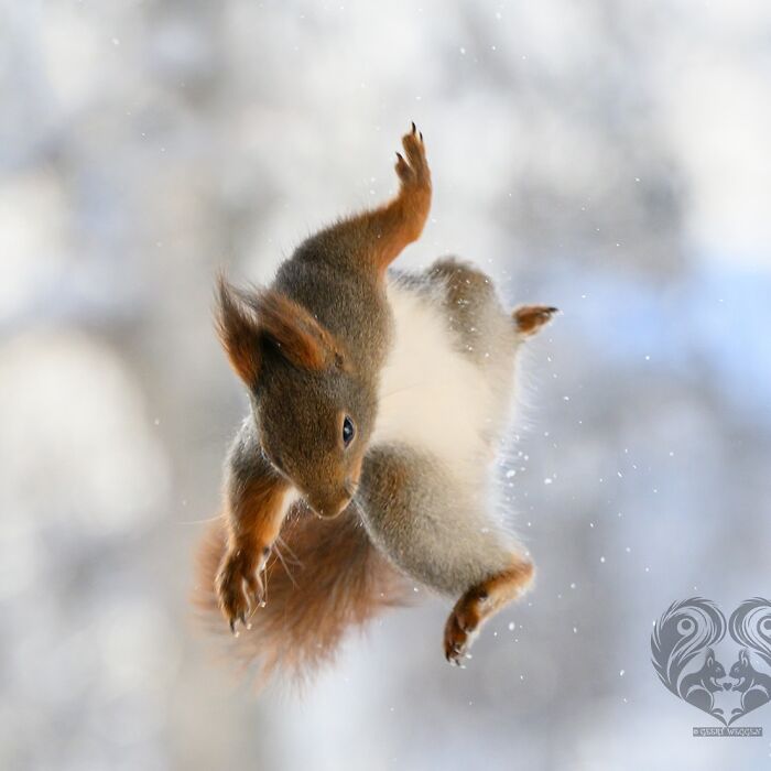 Squirrel mid-air interacting with props set up by artist for daily squirrel visitors in a snowy outdoor setting.