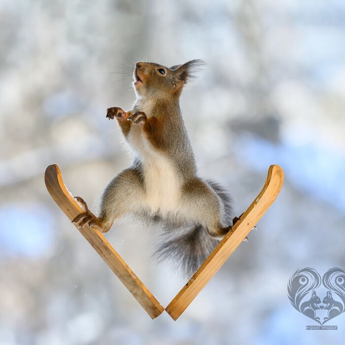 Squirrel interacting with wooden props in a snowy outdoor setting creating playful artistic scenes.