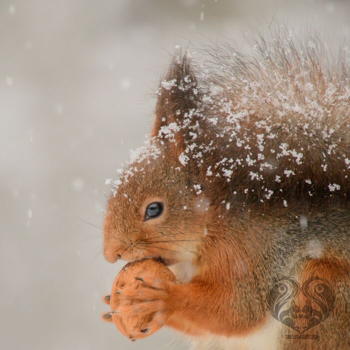 Close-up of a squirrel holding a nut in snow, part of an artist's daily props for squirrel visitors interacting outdoors.