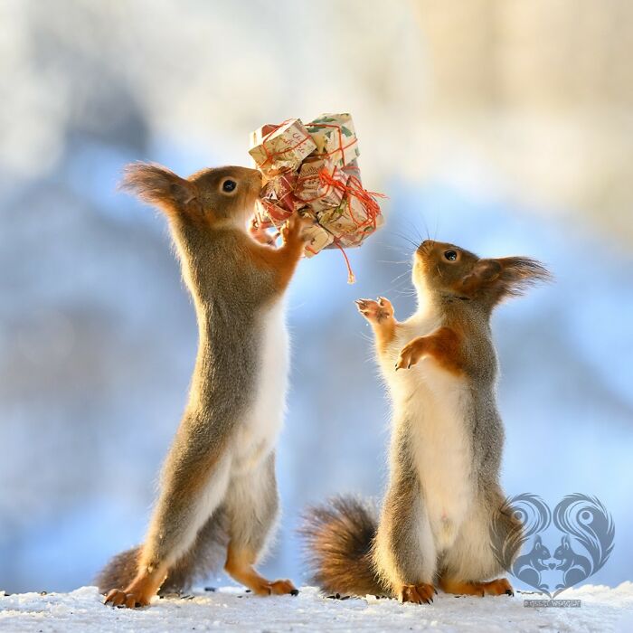Two squirrels interacting with artist props outdoors on a snowy surface during daylight.