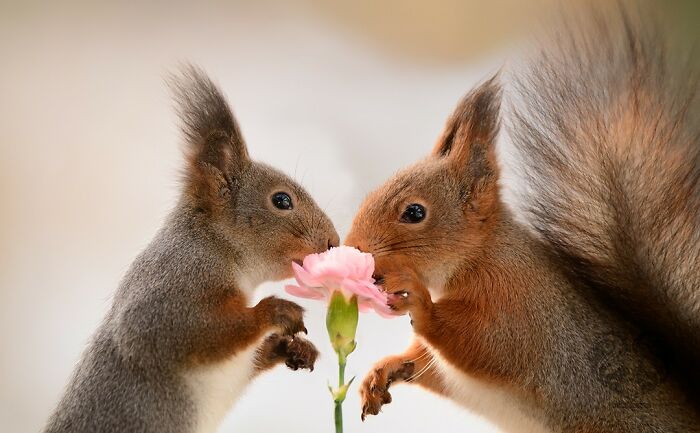 Two squirrels interacting with a pink flower prop set up by an artist for daily squirrel visitors.