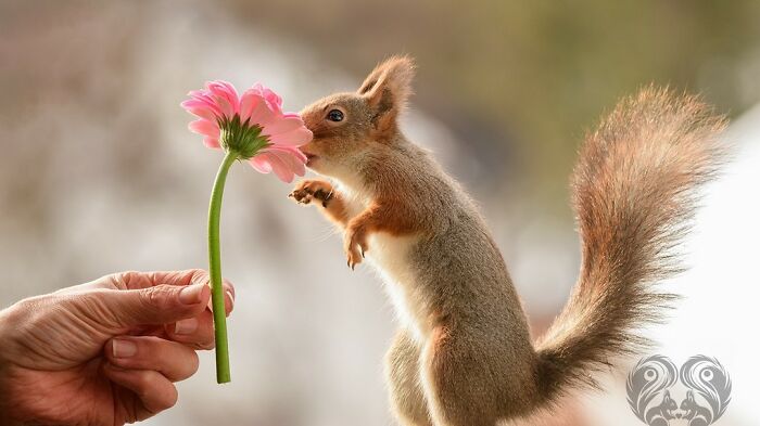 Squirrel interacting with a flower prop held by an artist, showcasing creative daily squirrel visitor engagement.
