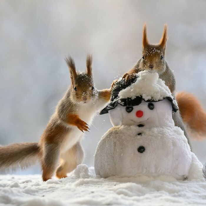 Two squirrels interacting with a snowman prop set up by an artist for daily squirrel visitors in the snow.