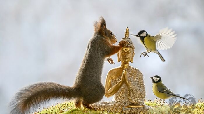 Squirrel interacting with a Buddha statue prop while two birds approach in a natural outdoor setting.