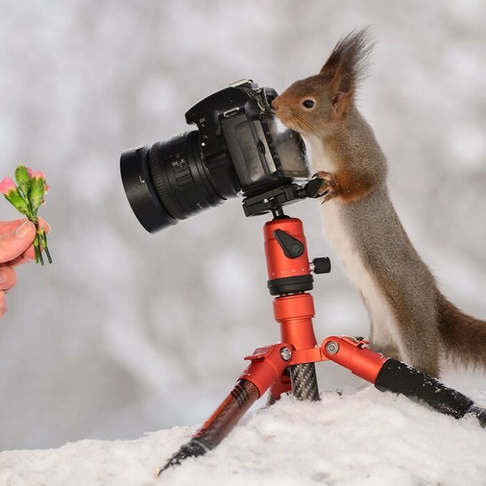Squirrel interacting with a camera prop set up by an artist for daily squirrel visitors in a snowy outdoor setting.