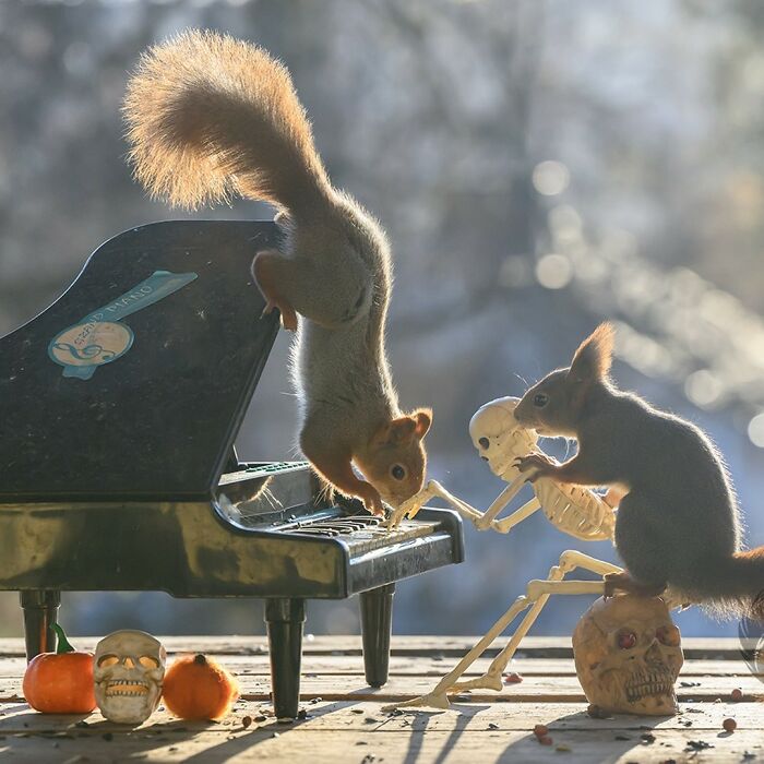 Two squirrels interact with Halloween props and a miniature piano in a creative outdoor setting for daily visitors.
