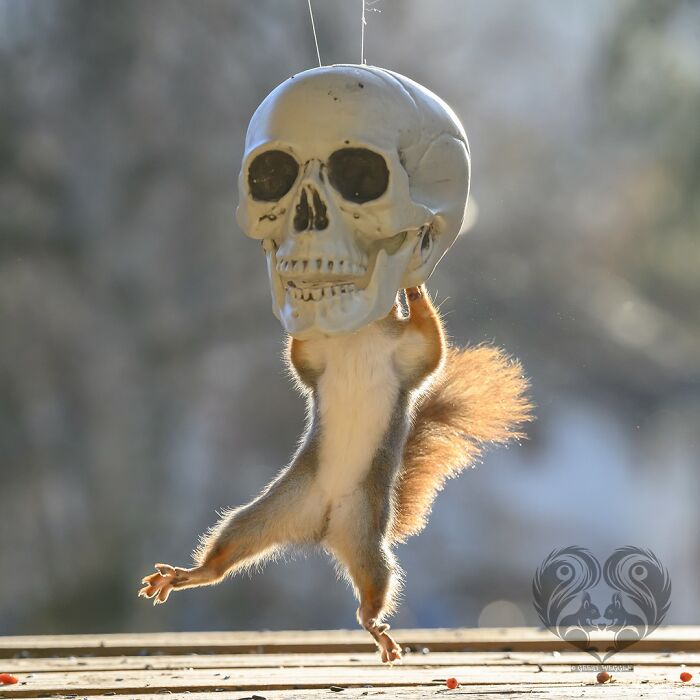Squirrel interacting with a large hanging skull prop set up by artist for daily squirrel visitors.