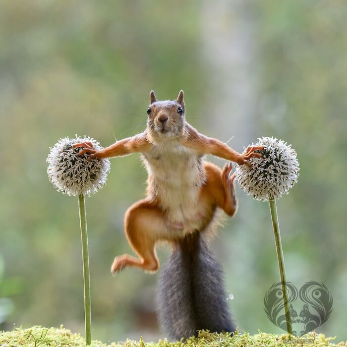 Squirrel interacting with artist's props, balancing between two flower stems in a natural outdoor setting.