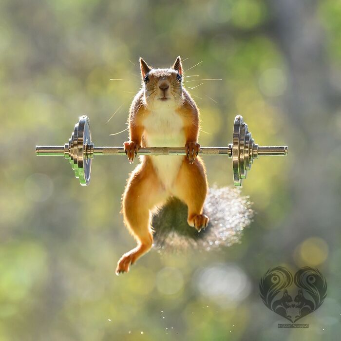 Squirrel interacting with props, holding a miniature barbell, showcasing artist's daily creative squirrel setups.