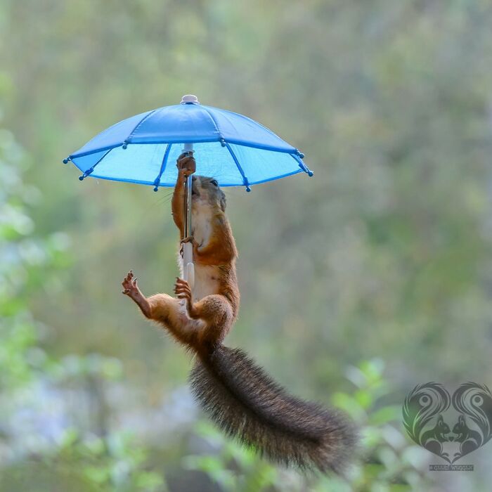 Squirrel interacting with a blue umbrella prop set up by an artist for daily squirrel visitors outdoors.
