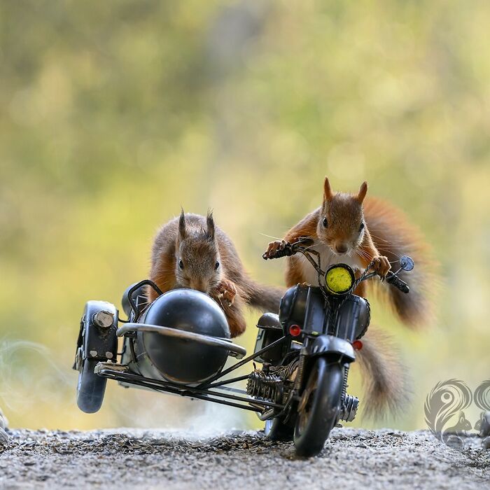 Two squirrels interacting with a miniature motorcycle and sidecar prop set up by an artist for daily visitors.