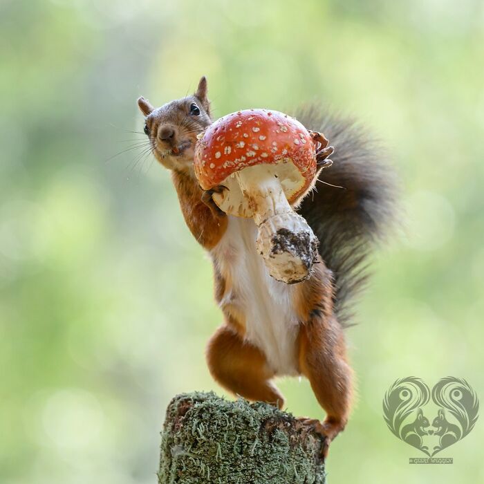 Squirrel interacting with a prop mushroom on a mossy tree stump in a natural outdoor setting.