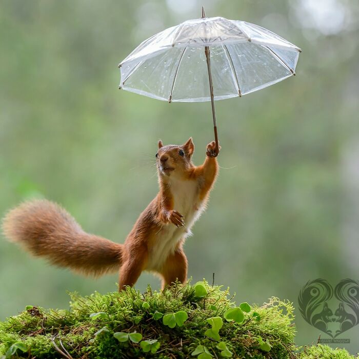 Squirrel holding a clear umbrella prop set up by artist for daily squirrel visitors to interact with in nature.