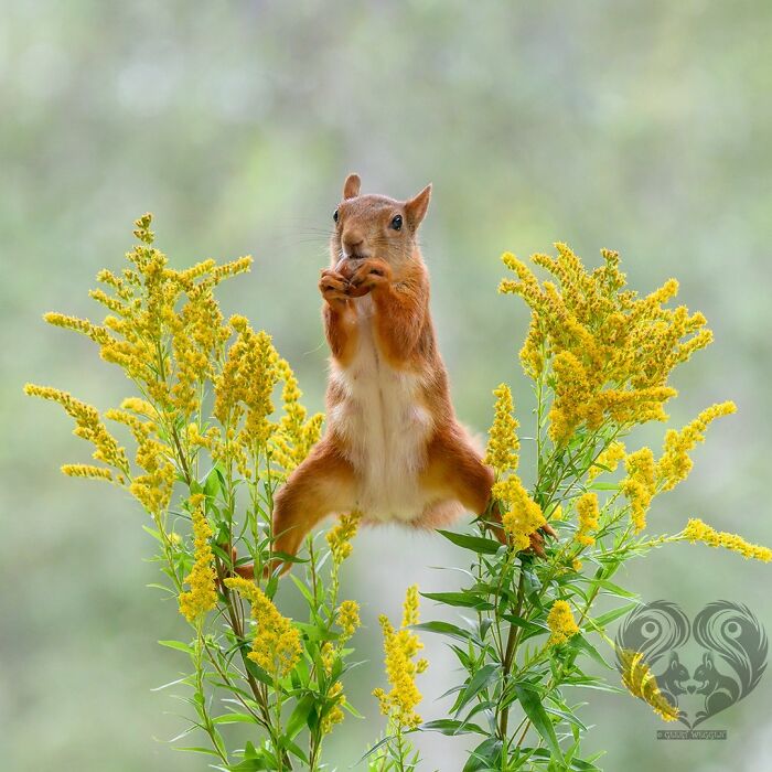 Squirrel interacting with props among yellow flowers in a natural setting, part of daily visitor photo series.