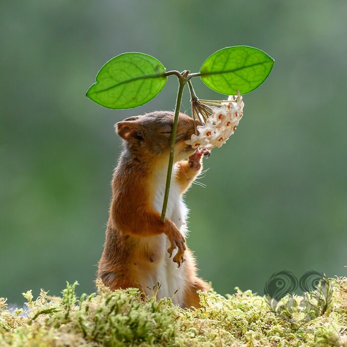 Squirrel interacting with a handcrafted prop flower in an artist’s daily setup for squirrel visitors in nature.