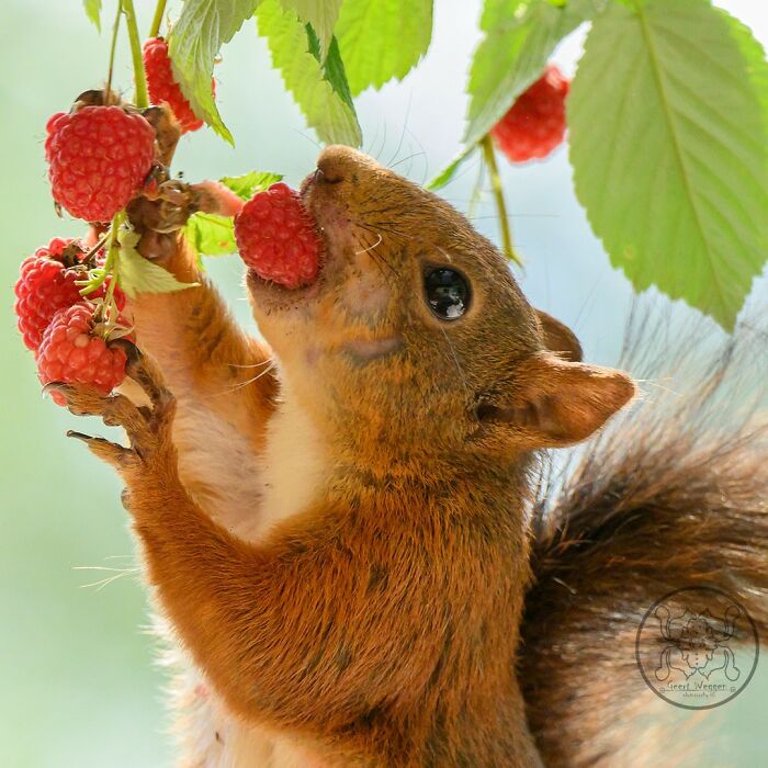 Squirrel interacting with props, eating raspberries from a branch set up by an artist for daily visitors outdoors.