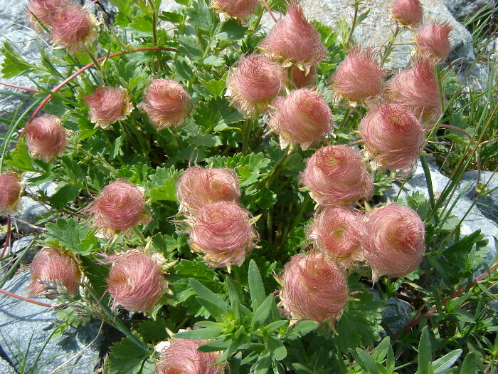 Unreal photograph of unique pink fluffy seed heads on green plants growing among rocks in nature.