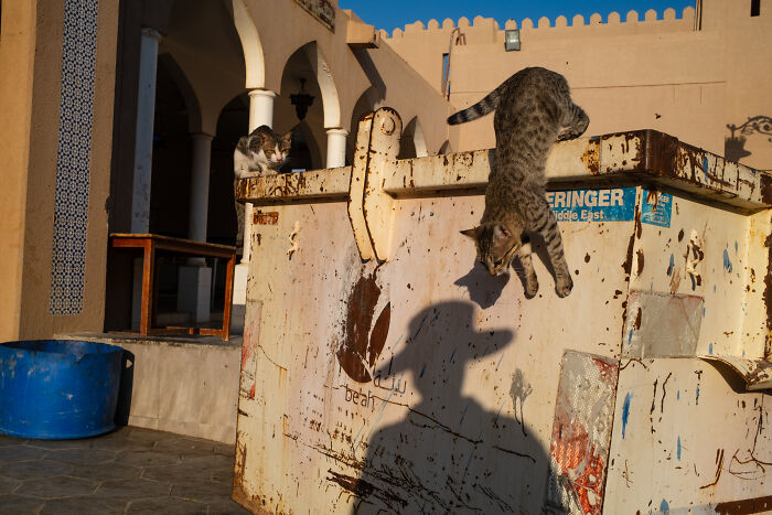 Two cats near a dumpster in a street scene capturing candid street moments full of emotion by a traveling photographer.