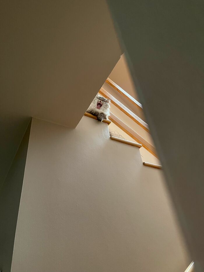Fluffy cat caught in a funny accidental photo yawning on a stair landing with beige walls and wooden steps.