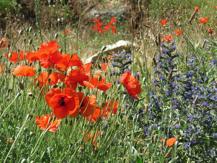 Time Of Flower Meadows