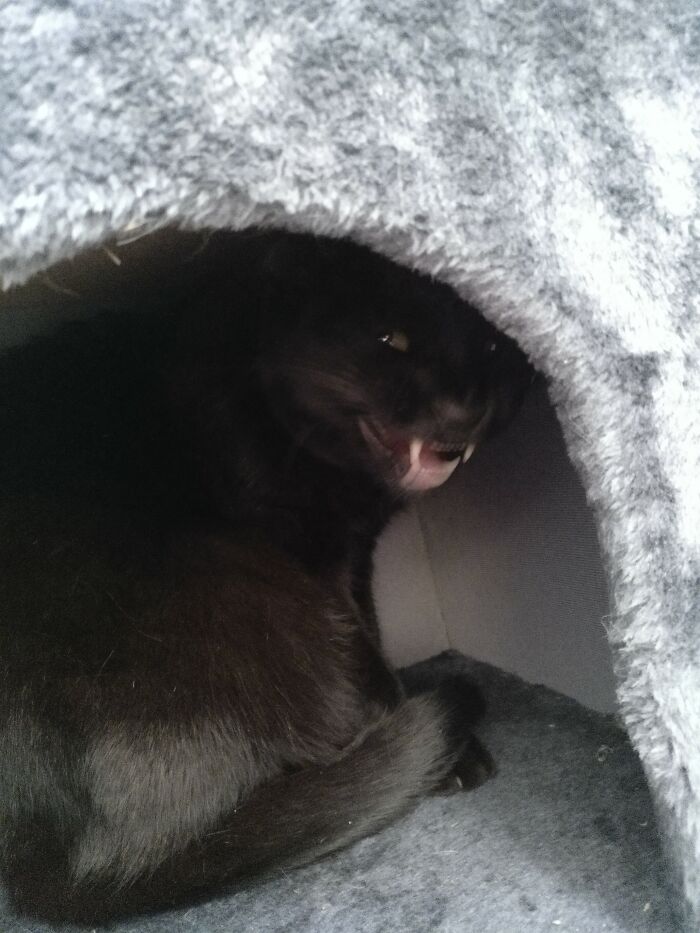 She's Very Friendly And Totally Not A Demon