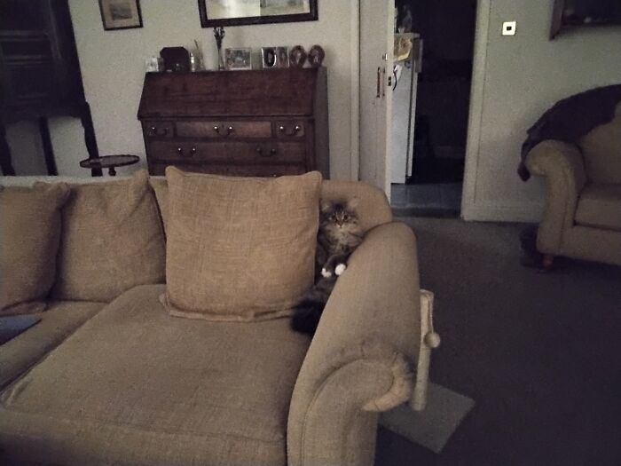 Her Favourite Place. Her Sofa