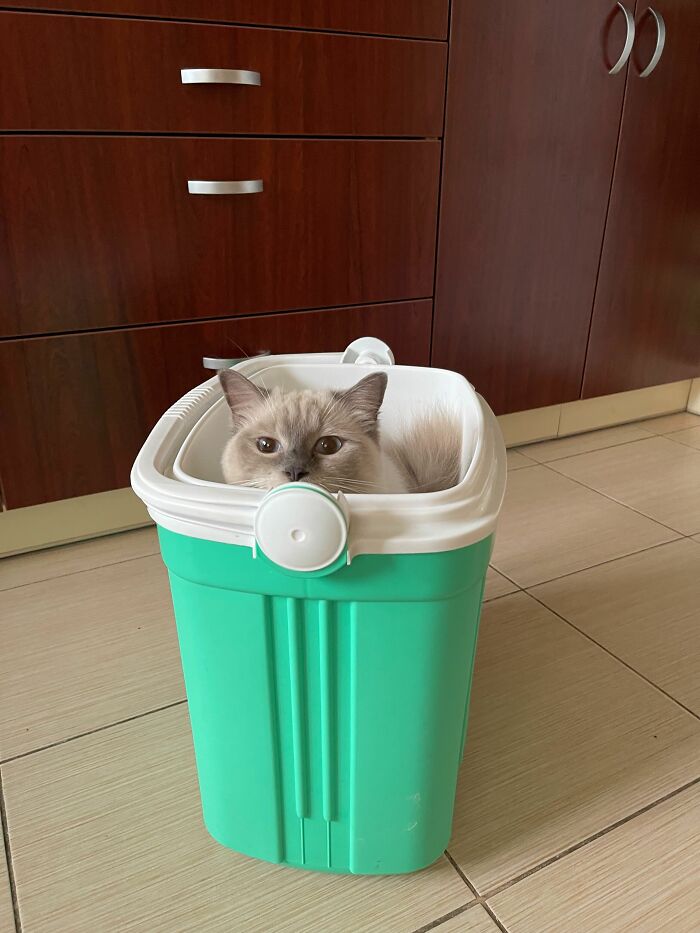Cat sitting inside a green plastic container, showcasing one of the silliest spots pets have claimed as their throne.