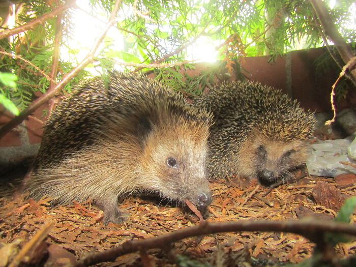 Two hedgehogs in natural habitat surrounded by leaves and branches, illustrating famous paradoxes of nature and behavior.