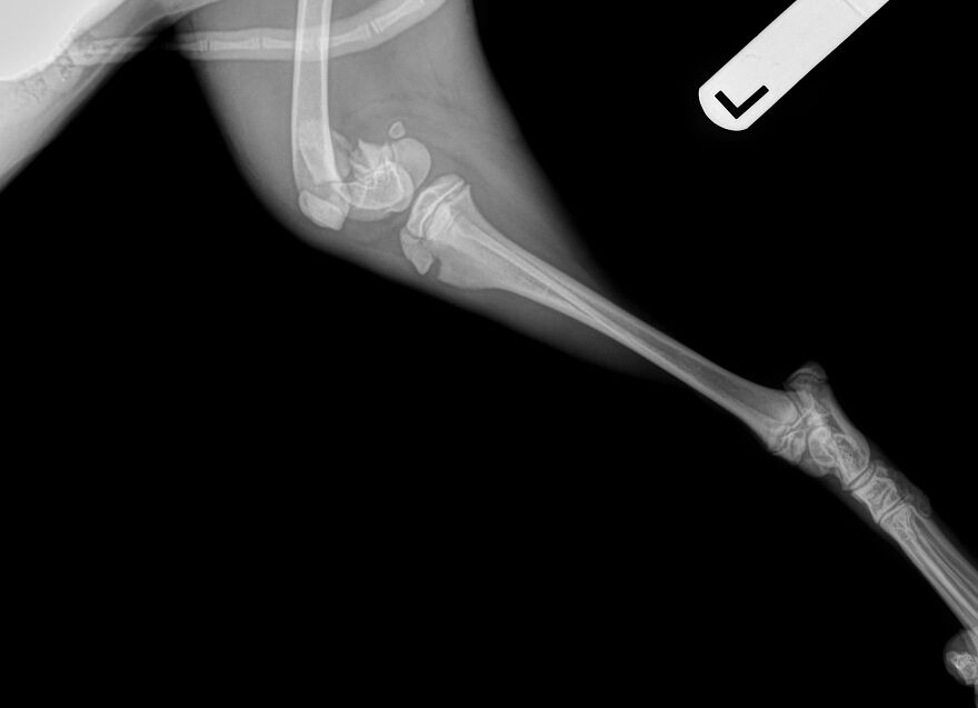 This 5-Month-Old Puppy Needs Her Leg Amputated After A Tragic Accident - Her Family Can&rsquo;t Afford The Surgery, But They Refuse To Give Up On Her