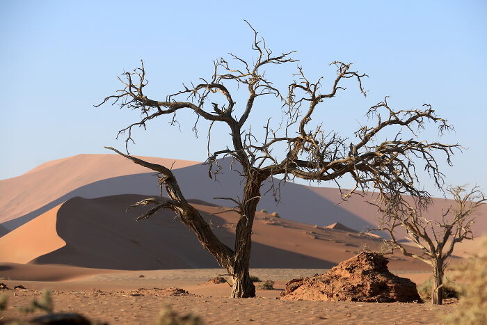 Barren tree in a desert landscape illustrating themes related to fascinating theories about the afterlife in nature.