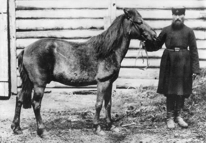 Black and white photo of an extinct animal, Przewalski's horse, with a man holding its reins outdoors by a wooden fence.