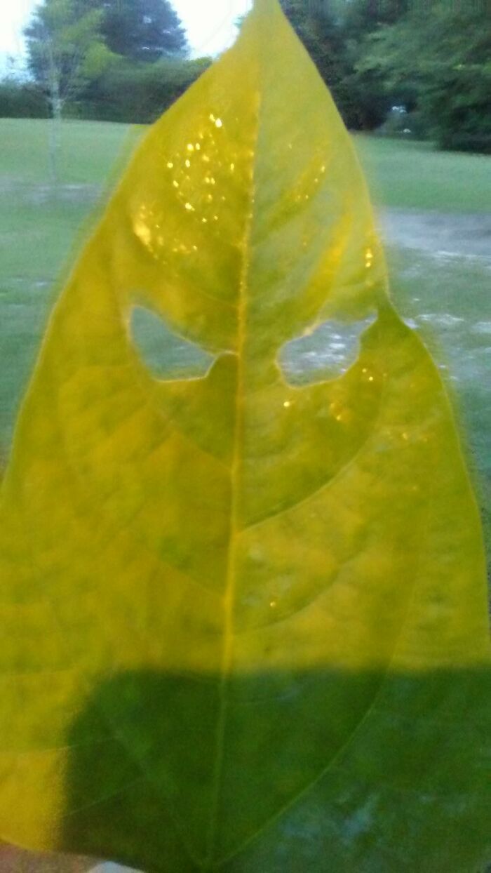 This One Looks Like He Could Take You To School And Give You A Whupping