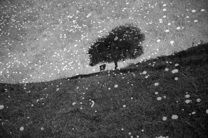 Black and white cinematic photo of a solitary tree and grazing cow on a hillside dotted with small flowers.
