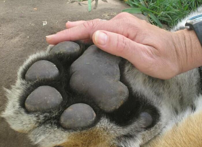 Human hand resting on the enormous paw of a large wild animal in one of the most unreal photographs.