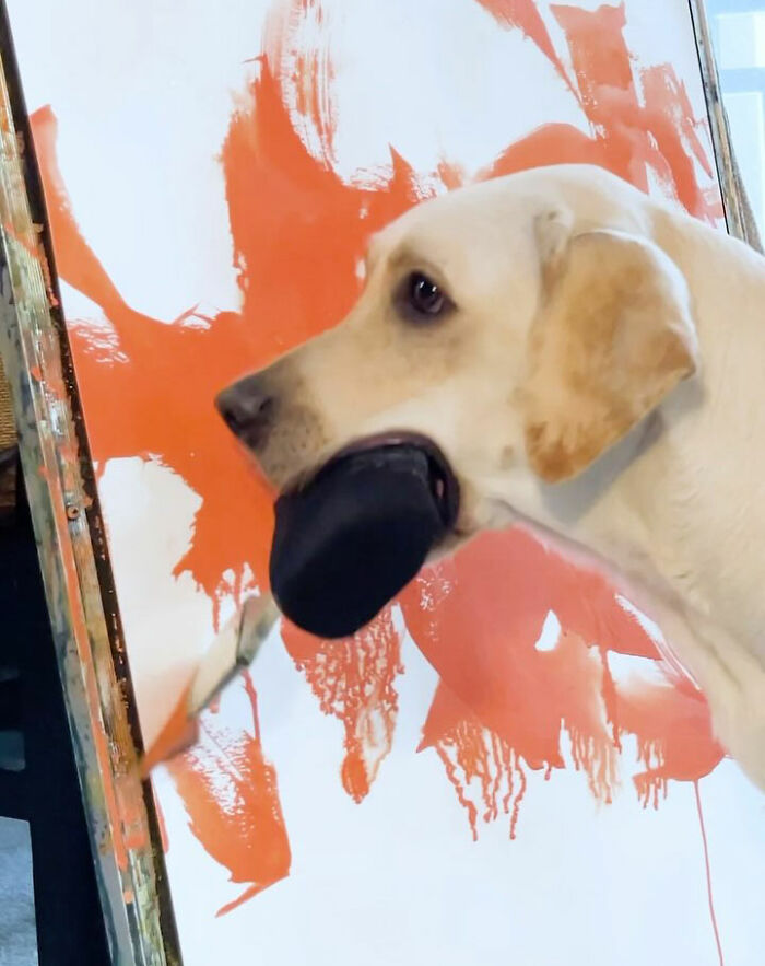 Rescue Labrador painting with mouth, creating vibrant orange artwork on a large canvas indoors.