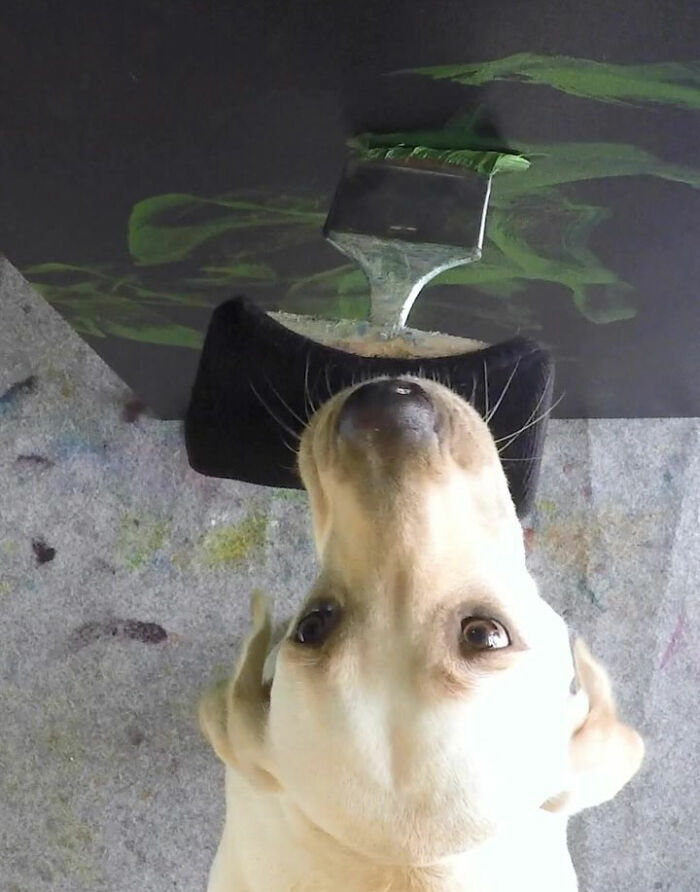 Rescue Labrador painting with mouth using a brush with green paint, creating art on a black canvas.