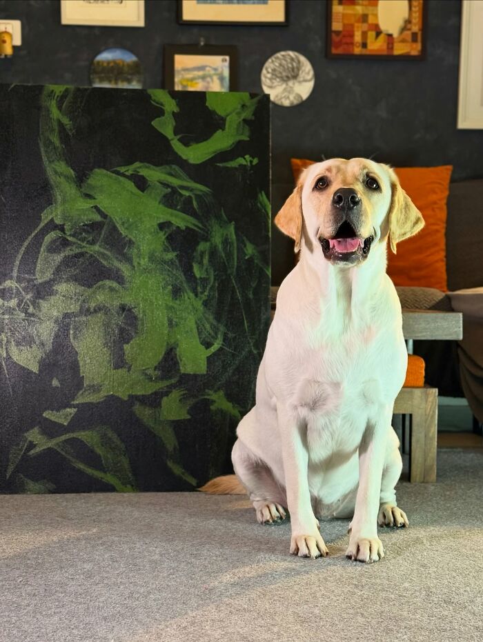 Rescue Labrador sitting indoors next to an abstract green painting, showcasing art created by painting with her mouth.