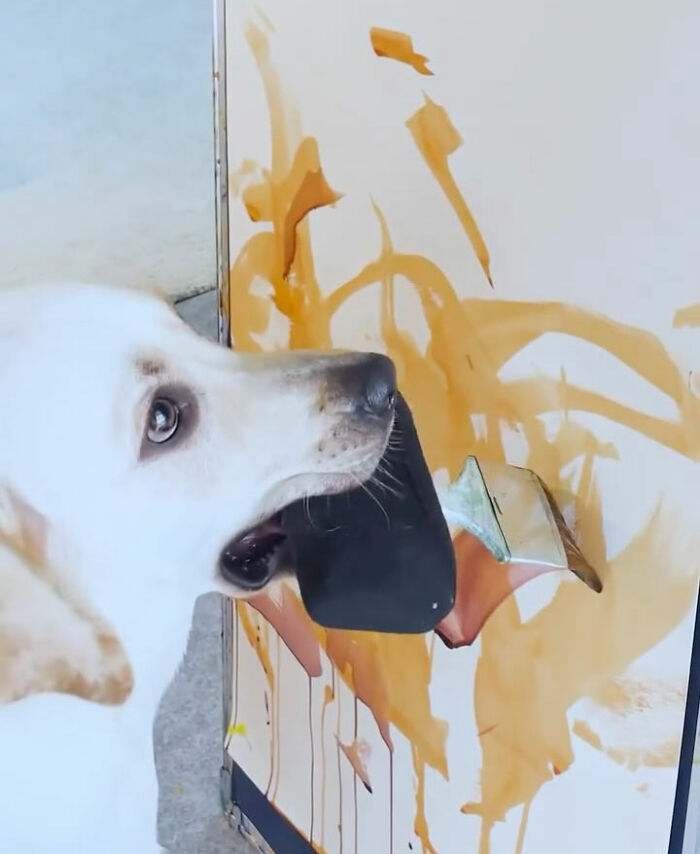 Rescue Labrador painting with mouth, creating abstract art with brush on canvas in bright outdoor setting.
