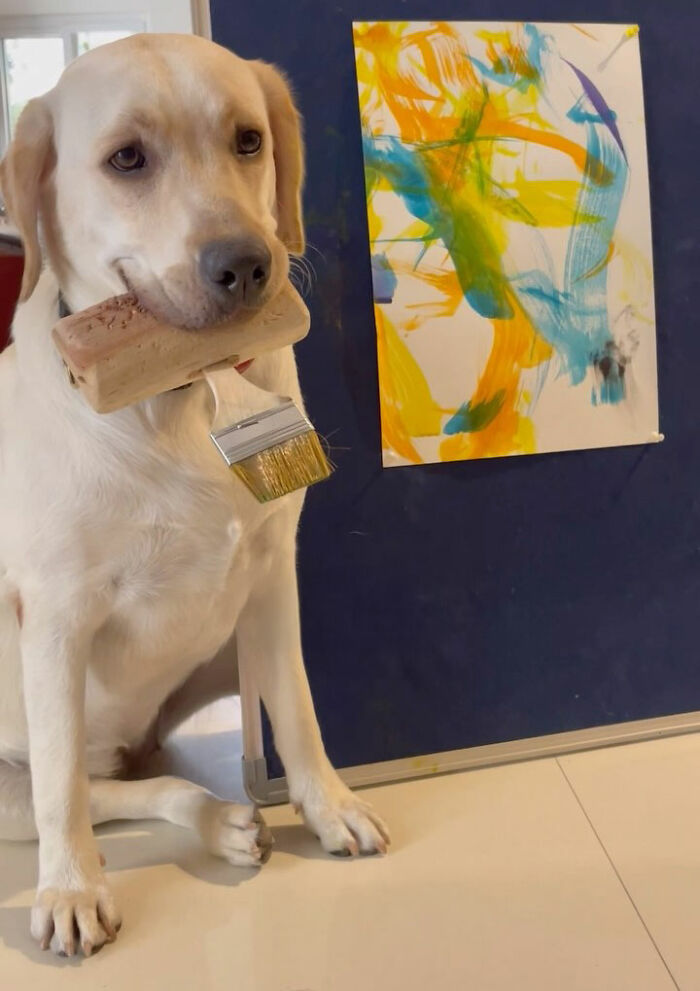 Rescue Labrador holding a paintbrush in mouth sitting near a colorful abstract painting on a dark blue board.