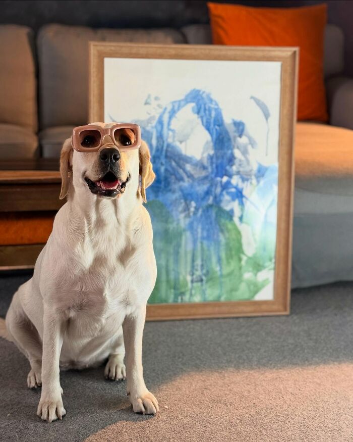 Rescue Labrador wearing sunglasses sitting in front of a framed painting created with her mouth at home.