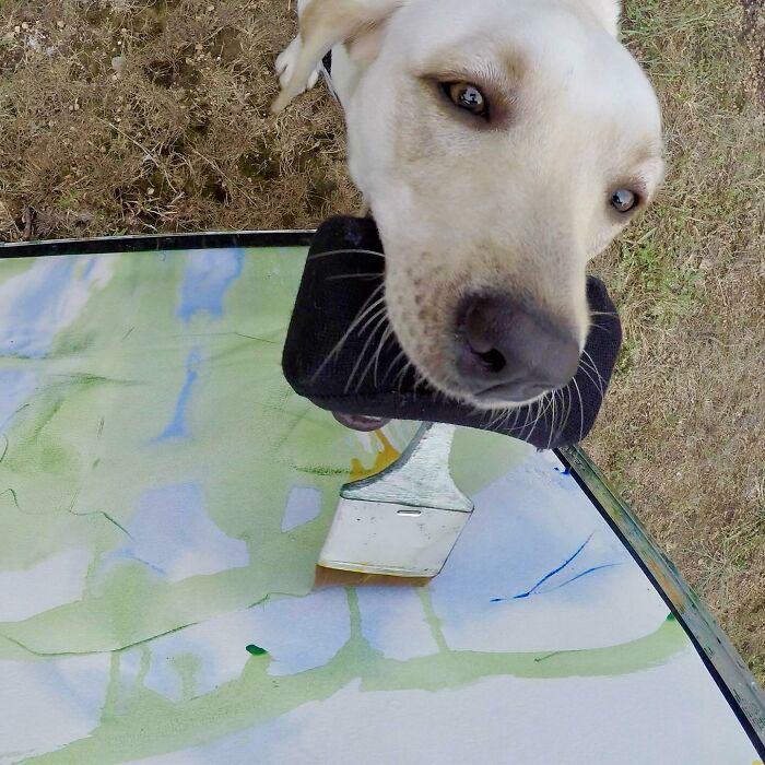 Rescue Labrador painting with her mouth using a brush, creating colorful artwork outdoors on a canvas.