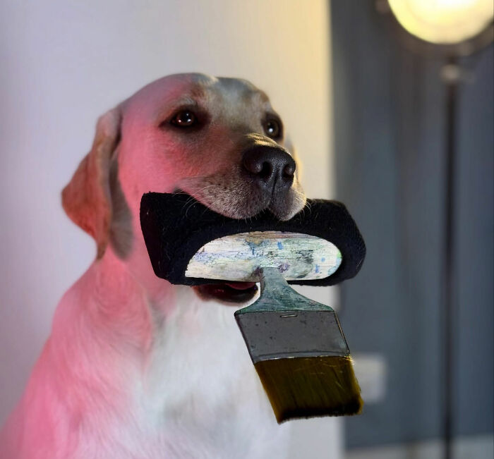 Rescue Labrador Dali holding a paintbrush in her mouth, showcasing her unique painting talent and art impact.