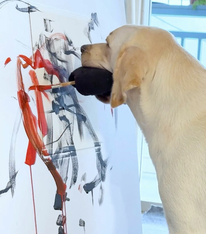 Rescue Labrador painting on canvas with mouth-held brush, creating colorful abstract art in a bright room.