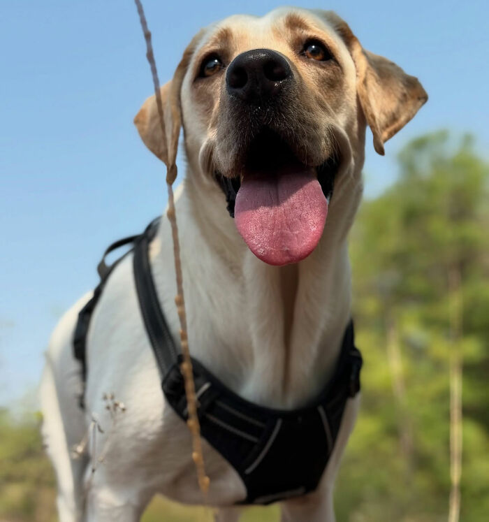 Rescue Labrador dog outside wearing a black harness, smiling with tongue out on a sunny day.