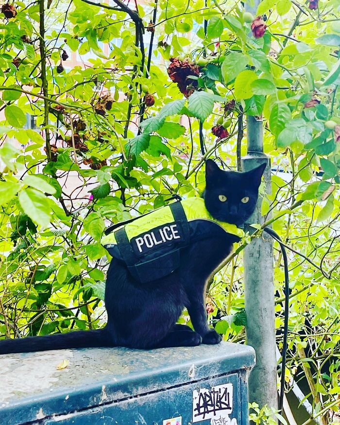 Black cat wearing a police vest sitting on a box surrounded by green leaves, representing Amsterdam's cutest police officer cat.
