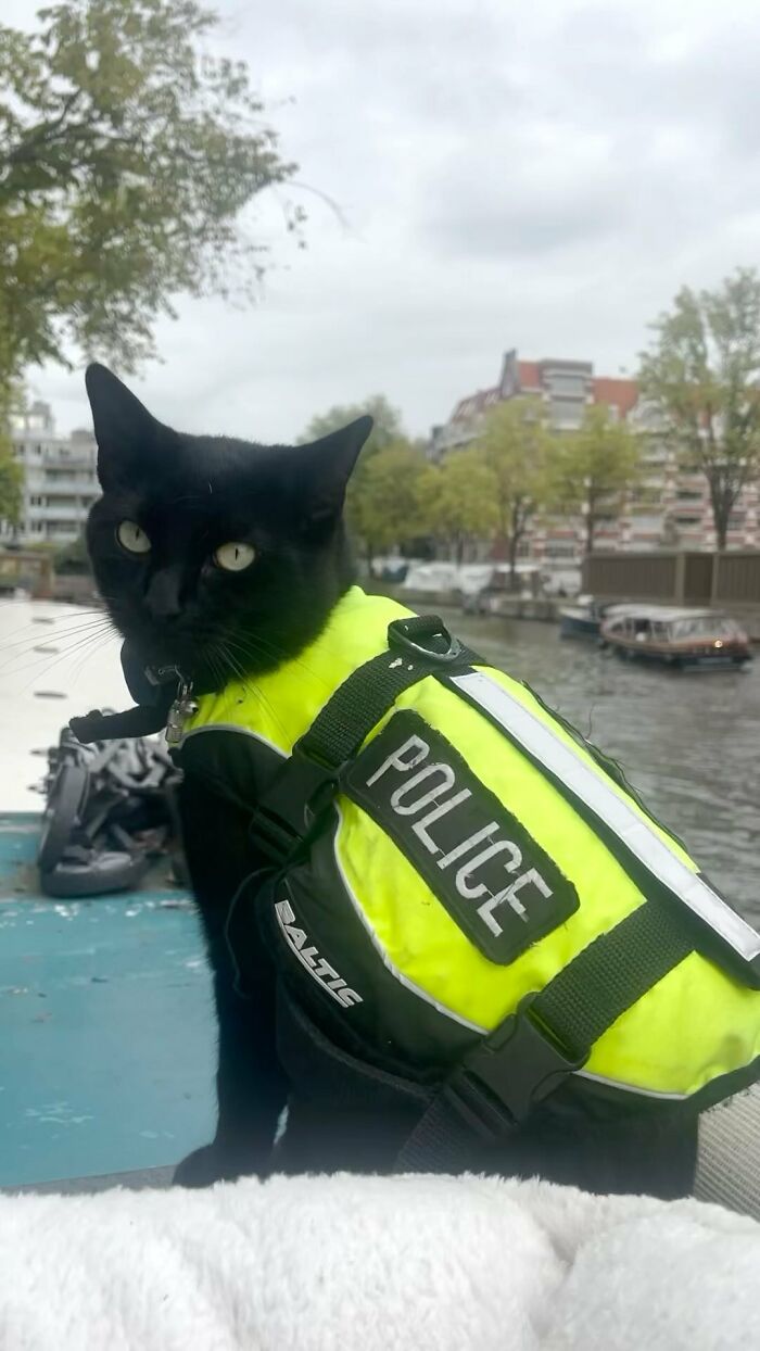Black cat wearing a bright yellow police vest sitting on a boat near an Amsterdam canal with trees and buildings in the background.